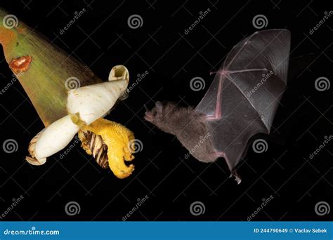 Lonchophylla Robusta Orange Nectar Bat The Bat Is Hovering And