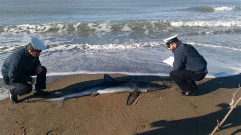 Ostia Squalo Di Due Metri Ritrovato In Spiaggia La Repubblica