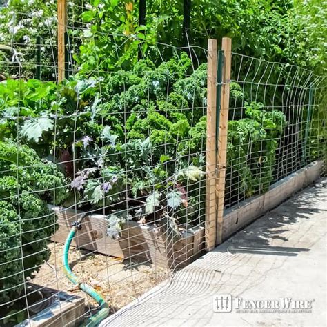 Rabbit Proof Garden Fence | Fasci Garden