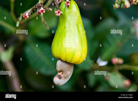 Cashew Nut Anacardium Occidentale Stock Photo Alamy