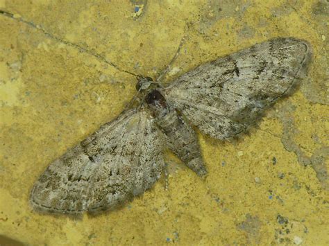 Kleiner Wacholder Blütenspanner Eupithecia pusillata N Flickr