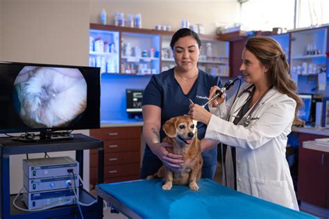 Your Pet Is Our Passion Veterinary Dermatology By Bluepearl Malvern Pa