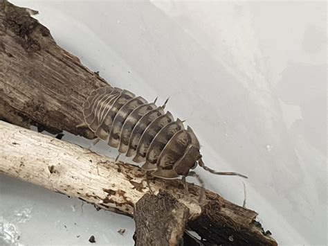 woodlouse identification needed   bristol rbugidentification