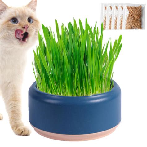 Pet Cat Sprout Dish Growing Pot Hydroponic Plant Cat Grass Germination