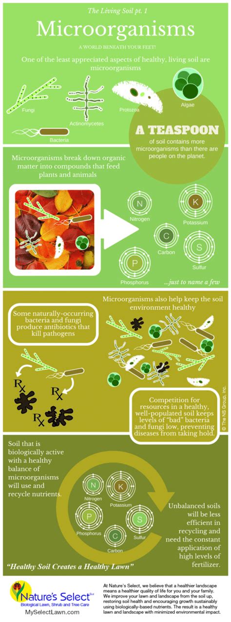 Microorganisms: The Living Soil (Infographic) - Nature's Select