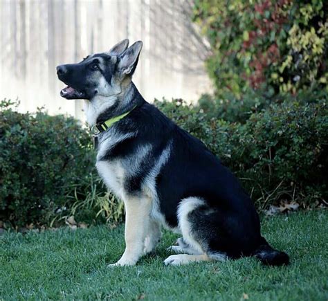 Black Silver German Shepherd Petsidi