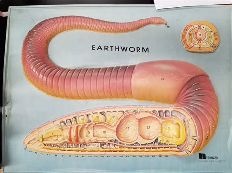 Annelids Segmented Worms Diagram Quizlet