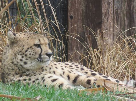 Cheetah Conservation Station - Cheetah - ZooChat