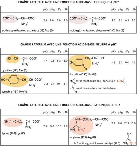 Structure des acides aminés RN Bio