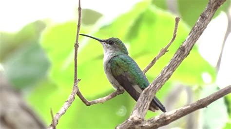 Beija flor tesoura verde fêmea Thalurania furcata Beija flores do