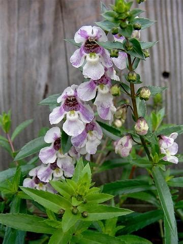 Caracter Sticas E Cultivo Da Angel Nia Angelonia Angustif Lia