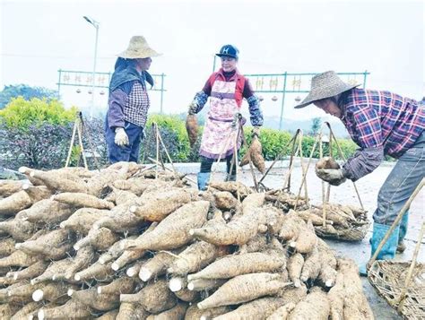 岑溪古典雞！藤縣粉葛！梧州又獲得2個廣西特色農產品優勢區創建項目 每日頭條