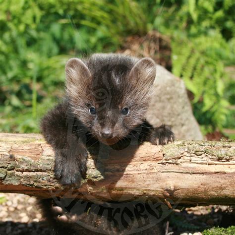 Sale Of Young Sable Cubs Saltykovsky Fur Farm