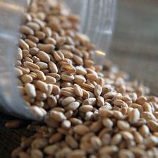 Discover Holland – Medium 