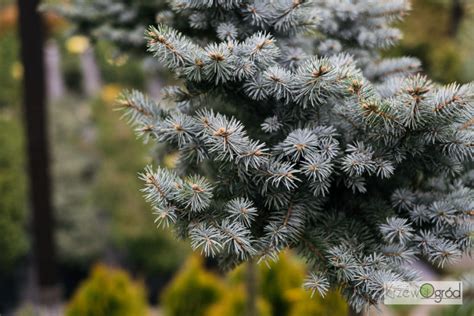 Wierk K Uj Cy Glauca Globosa Picea Pungens Krzewogr D