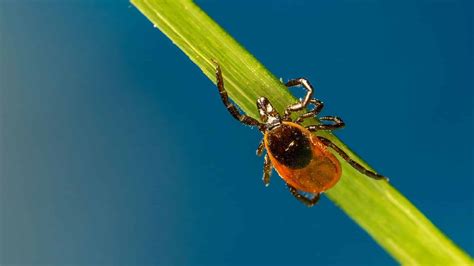 How Does Lyme Disease Evade The Immune System — Hmg