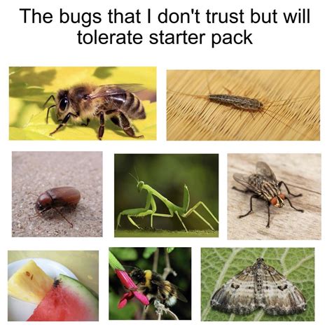 The Bugs That I Dont Trust But Will Tolerate Starter Pack Starterpacks