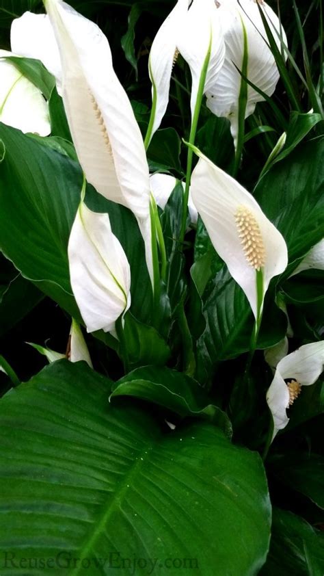 Tips To Care For Peace Lily Plant And How Often To Water