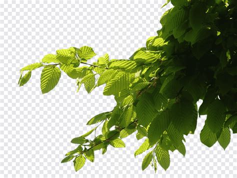 Branch Tree Foliage Leaf BBCode Png PNGEgg