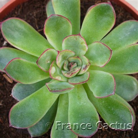 Echeveria Pulidonis En Pot De Cm Sur Notre Site France Cactus