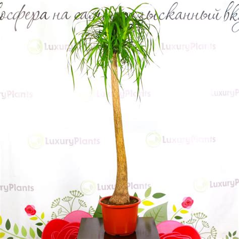 Нолина купить в Москве