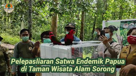 Pelepasliaran Individu Satwa Liar Endemik Papua Di Taman Wisata Alam