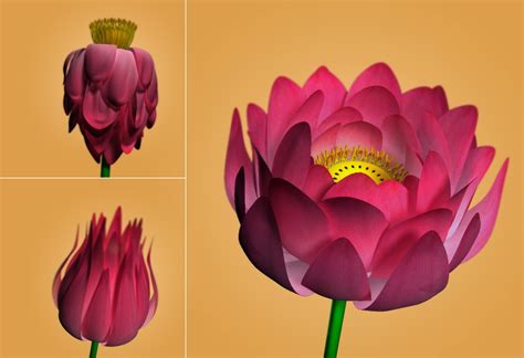 Lotus Flower 3d Model