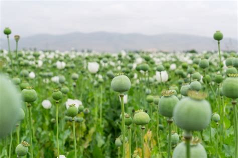 Premium Photo Opium Poppy Papaver Somniferum L Papaveraceae