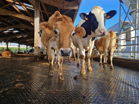 Alimentation des génisses Ferme pilote de Bel Orient