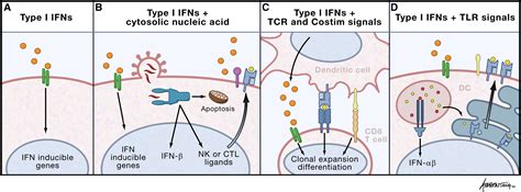 Type I Interferons In Host Defense Immunity