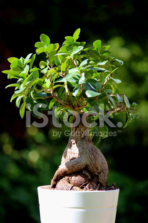 Stock Photo De Bonsa De Fig Tree P Fleur Plante Ficus Microcarpa