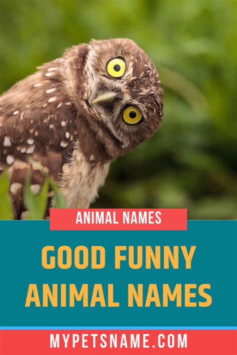 an owl with the words good funny animal names