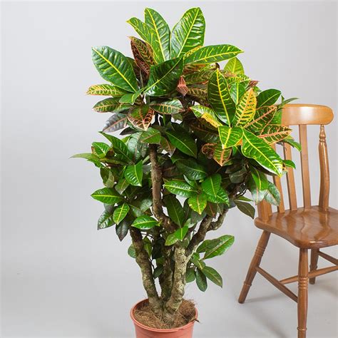 Branched Croton Petra L Pot Opperman Plants Ltd