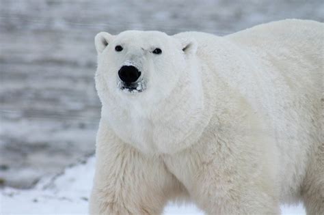 Oso Polar Información Y Características Especies Extintas