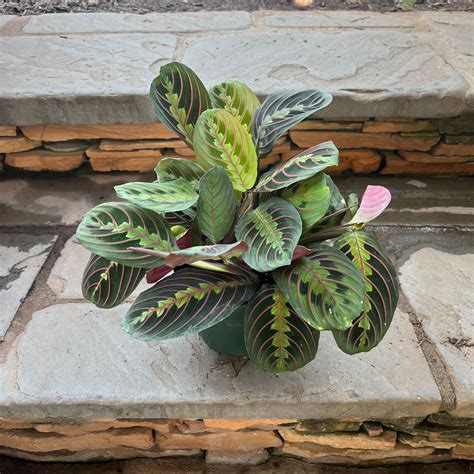 Red Prayer Plant (Maranta) – Lichtenfelt's