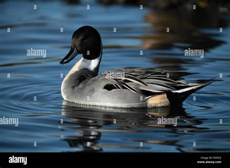 Northern Pintail Anas Acuta Stock Photo Alamy