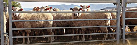 Sheep Yard Panels Available In Sheeted And Bar 1m To 4m Arrowquip