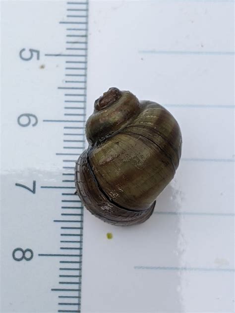 Banded Mystery Snail From Eagan Mn Usa On August At