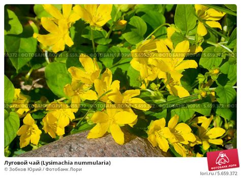 Луговой чай (Lysimachia nummularia) Стоковое фото № 5659372, фотограф ...