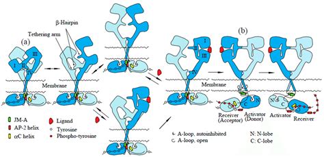 Model For The Activation Of Egfr By Ligand Binding Egfr Exists In