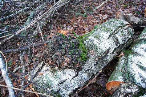 Big Growth On A Tree Trunk Disease Of A Tree Bark Cap A Natural