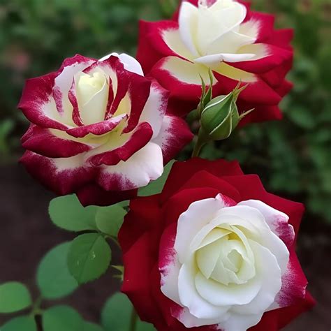 Rare Twin Red White Rose Flower Seeds