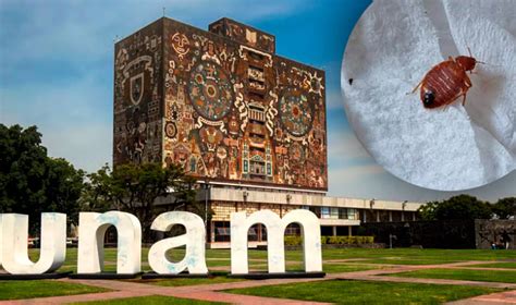 UNAM Confirma Hallazgo De Una Chinche En Sus Instalaciones Reitera Que