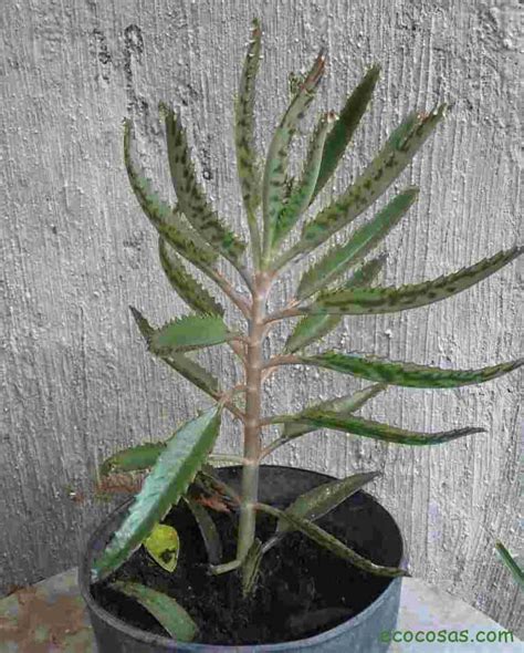 Kalanchoe Propiedades Uso Medicinal Para Qu Sirve La Planta