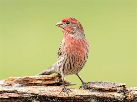 Do House Finches Migrate? | Birdfact