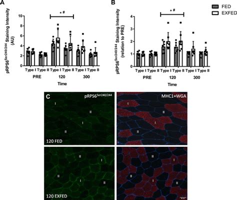 RPS6 Phosphorylation Occurs To A Greater Extent In The Periphery Of