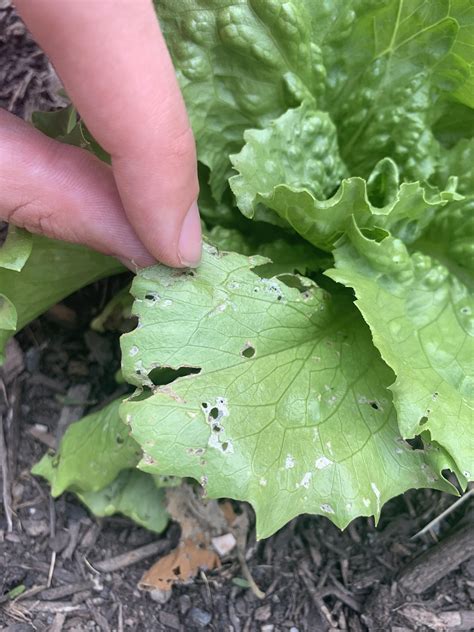 Any ideas on what’s eating my lettuce? : r/gardening