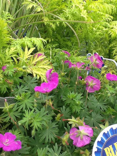 Spiked Punch Perennial Geranium With Isla Gold Fern Sitting Behind