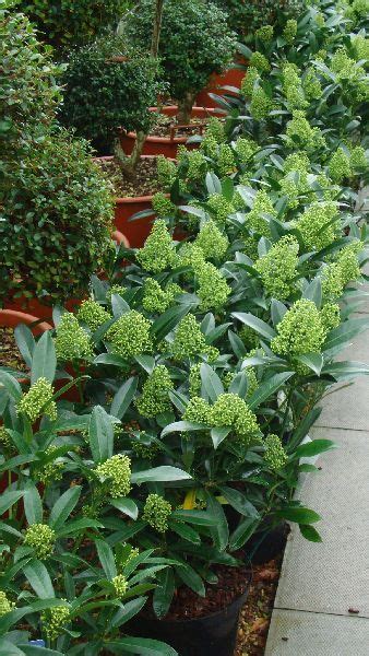 Skimmia Kew Green London UK Cottage Garden Plants Evergreen Garden