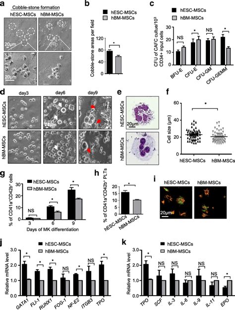 The Hesc Mscs Show Comparable Hematologic Supporting Potential As